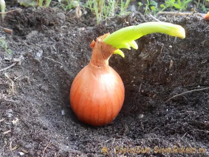 Wszystkie tajemnice szybkiej rosnącej zielonej cebuli na parapecie 15440_7