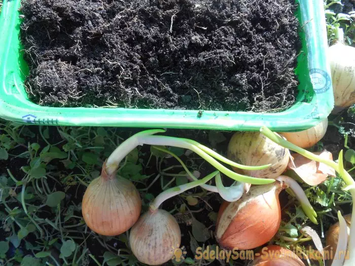 All secrets of rapid growing green onions on the windowsill 15440_9