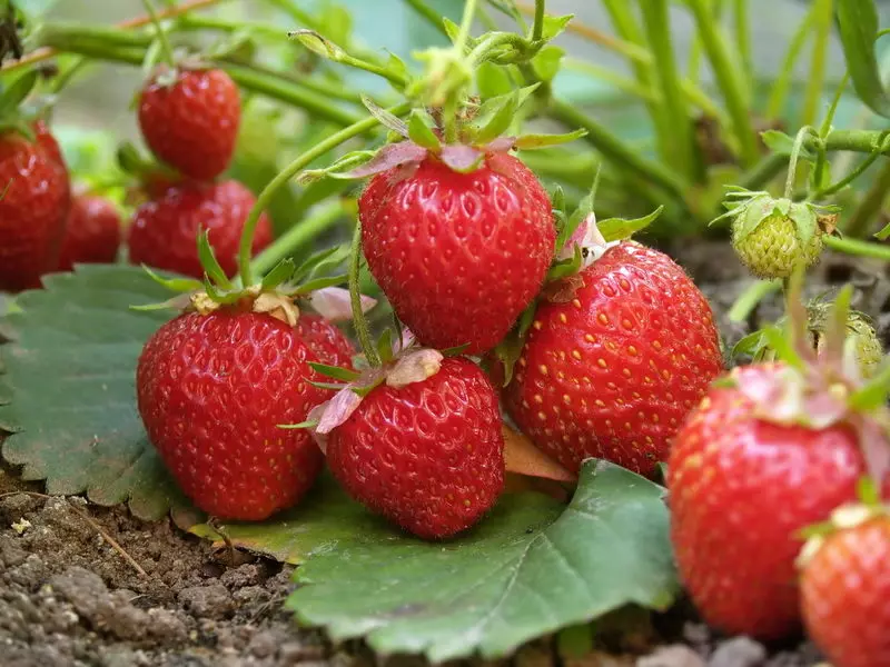 Yiyan orisirisi ti o dara julọ ti awọn strawberries ni kutukutu 15895_1