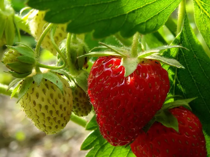 Yiyan orisirisi ti o dara julọ ti awọn strawberries ni kutukutu 15895_2