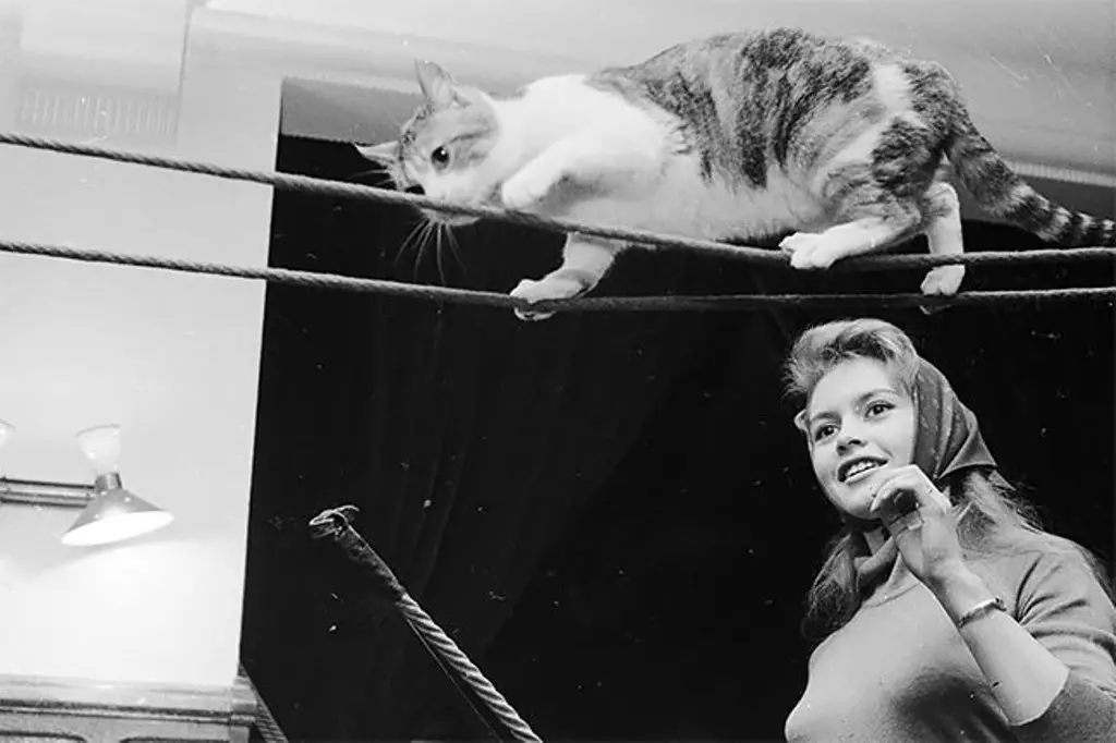 Kuulsused ja nende kassid hämmastavatel vintage fotodel (Salvador Dali, nagu alati, seisis) 15989_12
