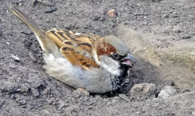 Varför Sparrows bade i damm