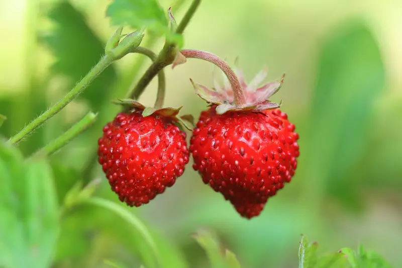 Taimi ma metotia lagolago faanoanoa tele i strawberries 16332_1