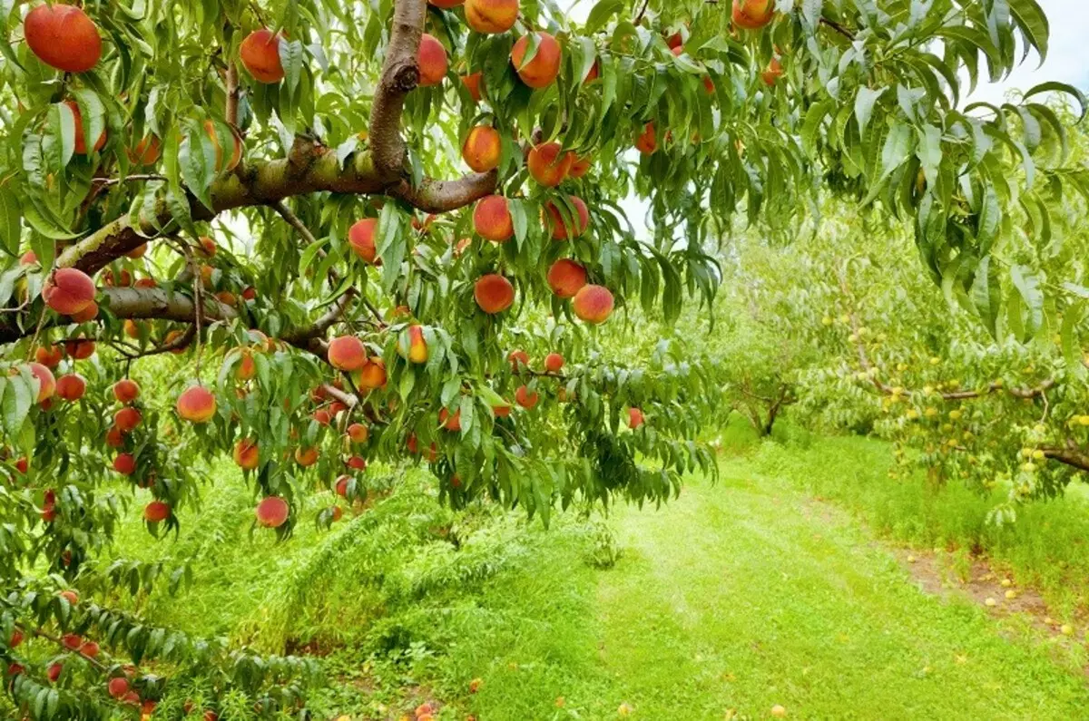 باغ رویایی: درختان میوه منحصر به فرد و درختچه ها 16975_1