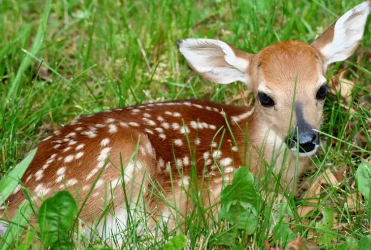 我們對Bambi了解什麼？為什麼Bambi童話故事沒有向孩子們發言？
