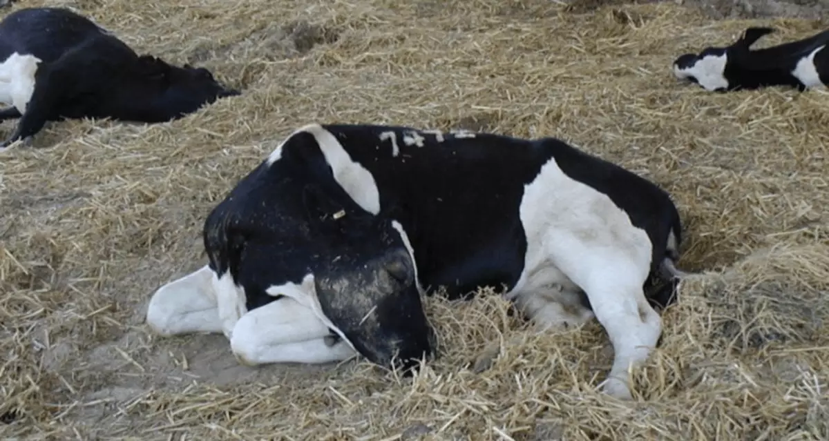 Dengan impor peternakan sapi sebesar $ 500 juta di Kazakhstan, penyakit eksotis jatuh - Senator