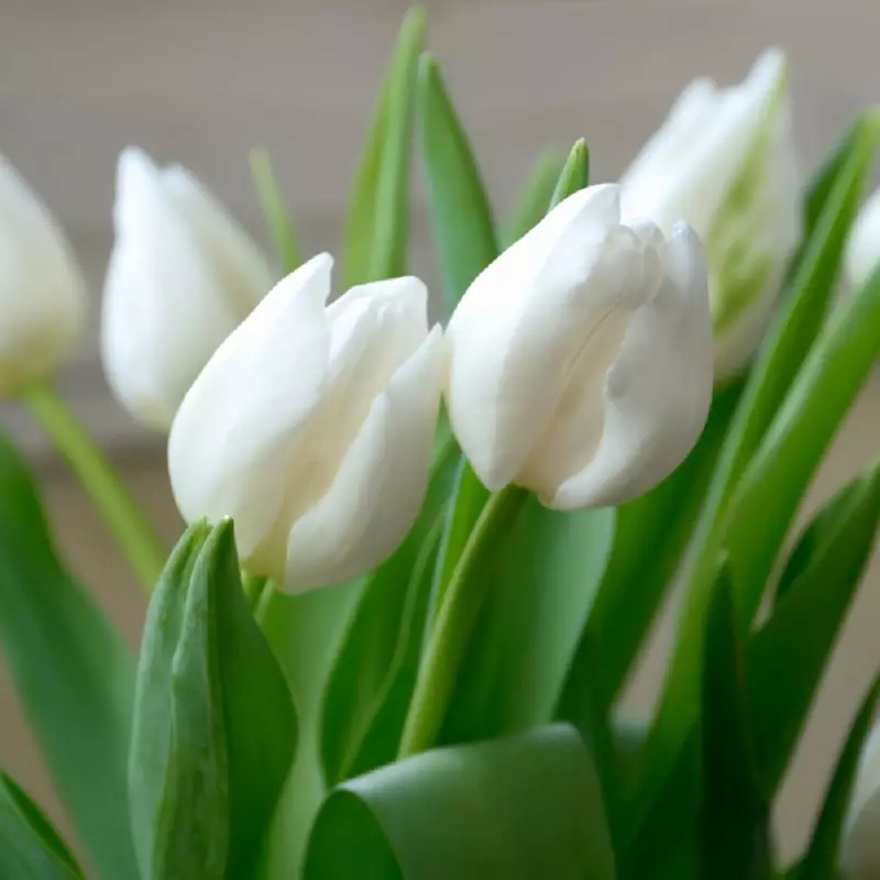 Hogyan növekszik a tulipánok - 4 Alapvető szabályok 17197_1