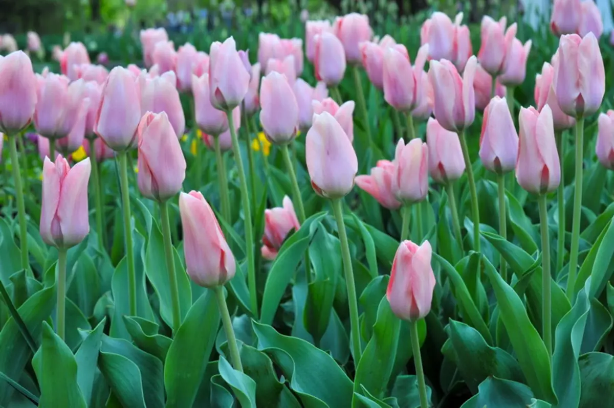 Giunsa pagtubo ang mga tulip - 4 sukaranan nga mga lagda 17197_2