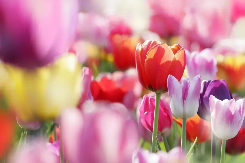 Hogyan növekszik a tulipánok - 4 Alapvető szabályok 17197_3