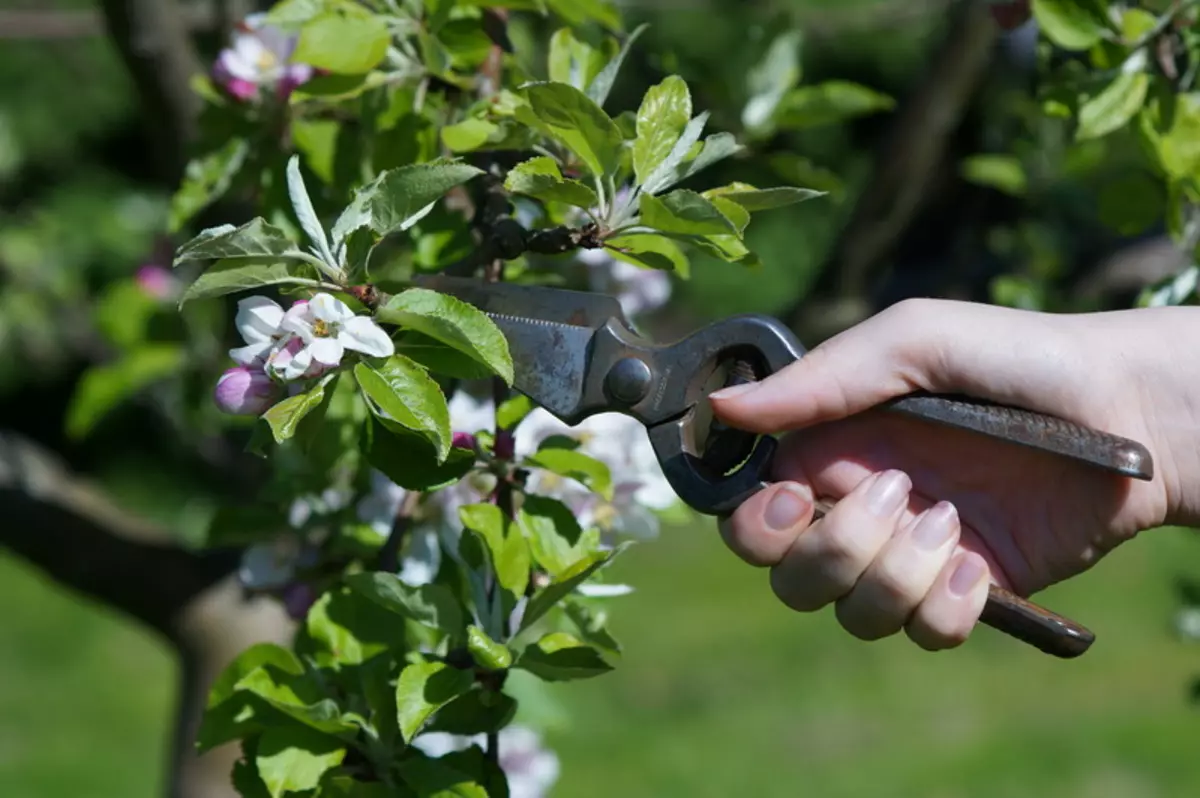 Spring Trimming fan Apple en Pears: regels en funksjes 17323_1
