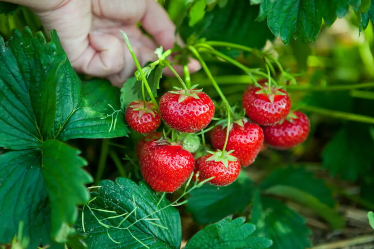Kuidas saada suurepärane maasika saagi