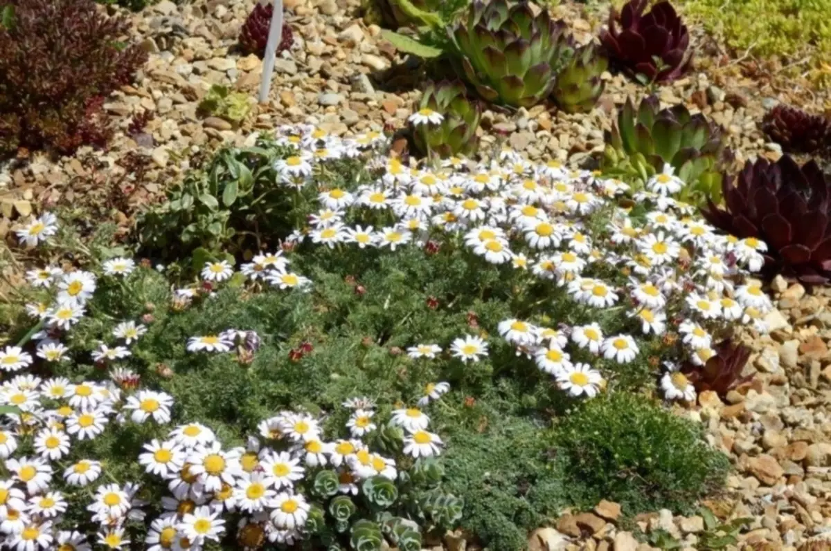 4 senpretendaj plantoj, kiuj floras bele eĉ pri elĉerpita lando