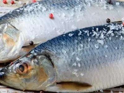 Alternativa ao Salging e Bugging Fish para mellorar o gusto ea seguridade