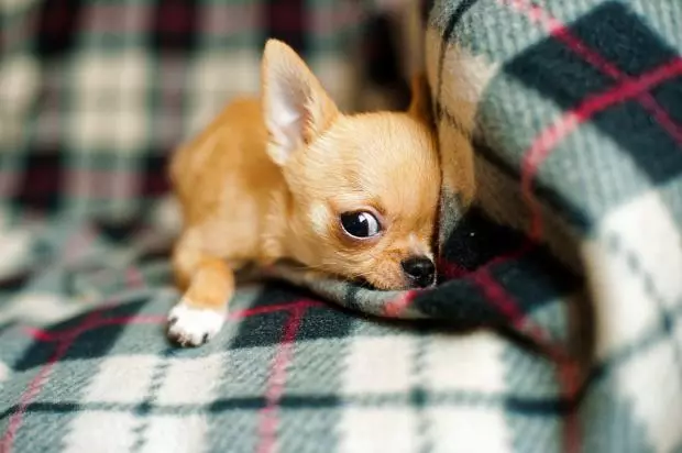 Ali veste: zakaj pes pes pasmi Chihuahua 19438_2