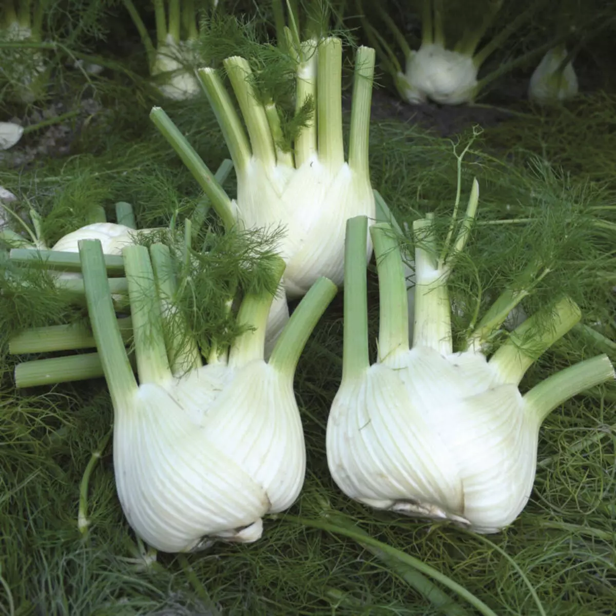 Parade keeb kwm. Celery, da dej thiab fennel - koj cov kev nyiam tshiab 19724_7