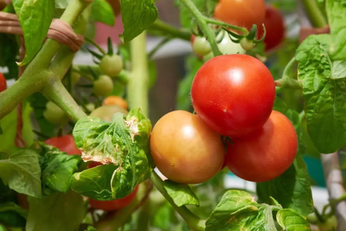Παραγωγή και ανεπιτήδευτο: οι καλύτερες πρώιμες ποικιλίες ντομάτας για ανοιχτό έδαφος 20056_4