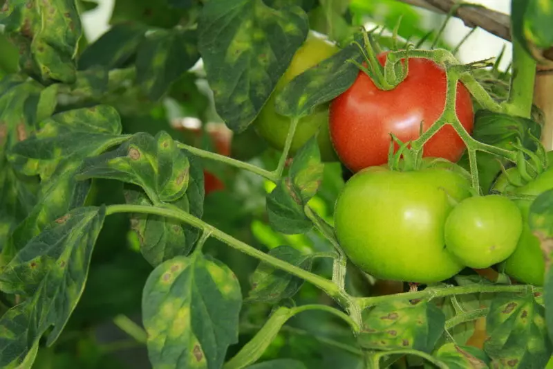 Produktion og uhøjtidelig: De bedste tidlige sorter af tomater til åben jord 20056_5