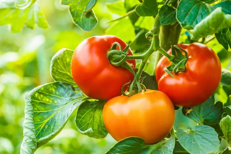 پیداوار اور ناقابل یقین: کھلی مٹی کے لئے ٹماٹر کی بہترین ابتدائی اقسام 20056_6