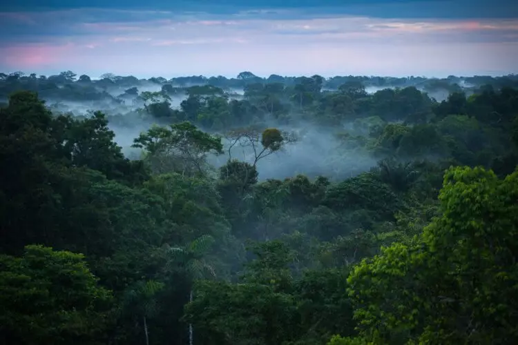 अॅमेझोनियाच्या उष्णकटिबंधीय जंगलात काय होते? 20156_1
