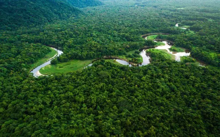 아마존의 열대 숲은 어떻게됩니까? 20156_2