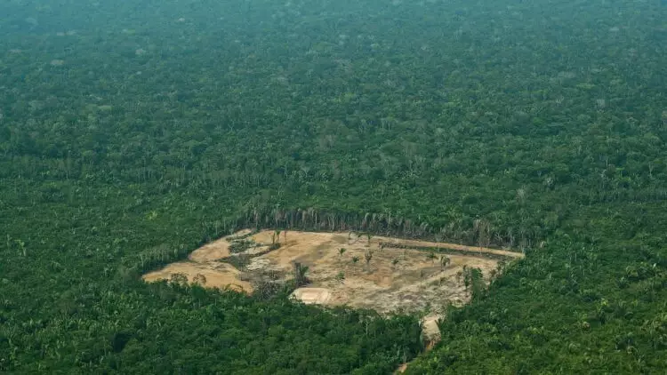 Amazonia-ийн халуун орны ойд юу тохиолддог вэ? 20156_3