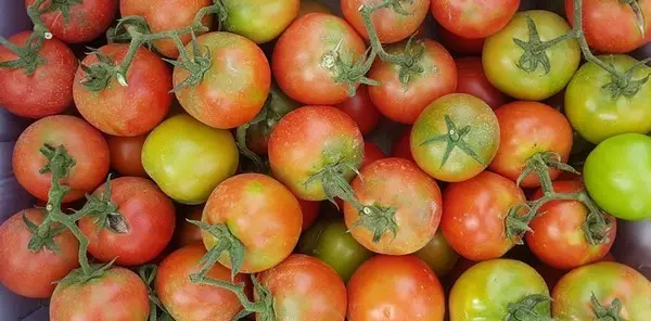 Kazachstanas laikinai apribojo pomidorų importą iš Azerbaidžano ir apie tai pranešė apie Rusiją