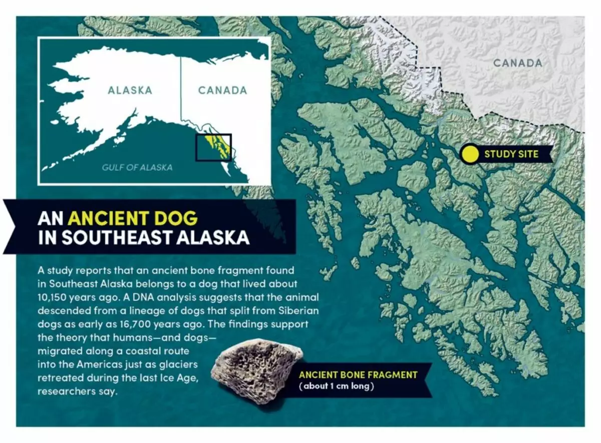 एक प्राचीन कुत्ते की हड्डी ने अमेरिका के पहले निवासियों के मार्ग का खुलासा किया 20465_3