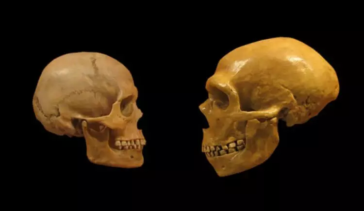 Neanderthal ကဘယ်လောက်ကောင်းကောင်းပြောခဲ့သလဲ။ 2096_3