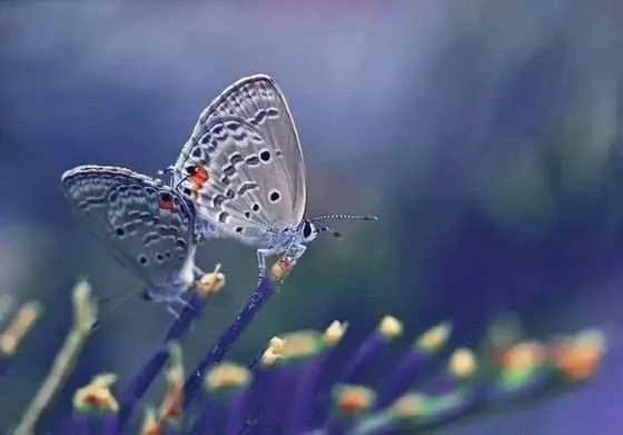 Yini ama-butterflies: izithombe namagama 20995_15