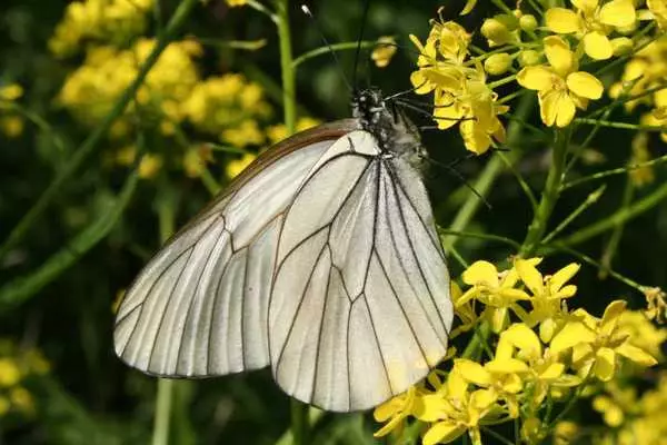 Những con bướm: ảnh và tên 20995_17