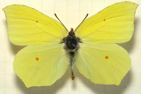 Hvad er sommerfuglene: billeder og navne 20995_18