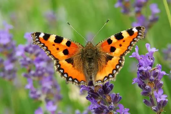 Какви са пеперудите: снимки и имена 20995_19