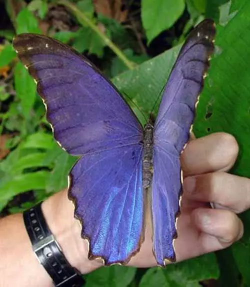 Какви са пеперудите: снимки и имена 20995_6