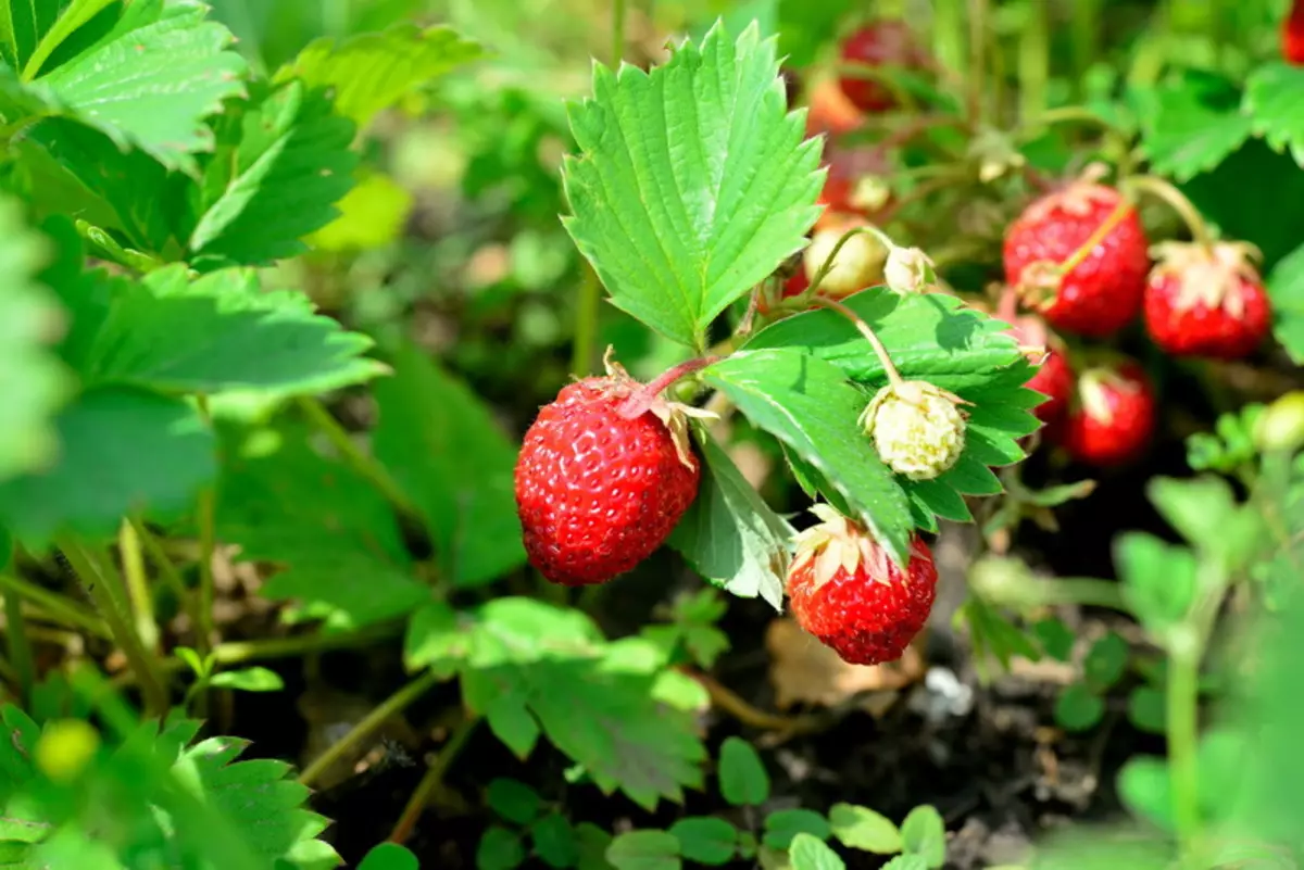 Våren kom - att hantera jordgubbar 21009_3