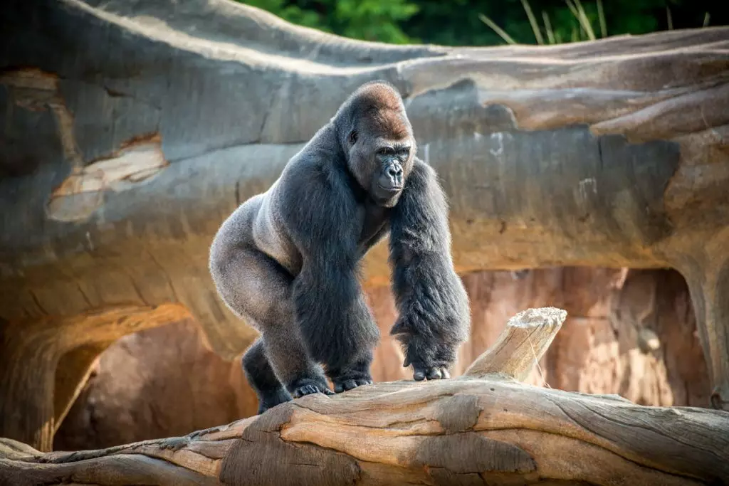 Izravno uključivanje iz zoološkog vrta: 7 online emisija sa životinjama 21084_4