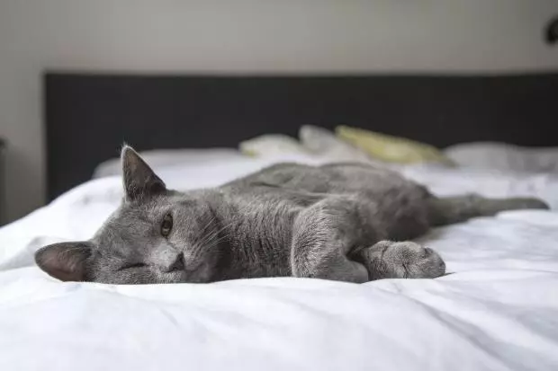 Wissen Sie, warum Katzen lieben, in der Nähe des Kopfes seines Meisters zu schlafen