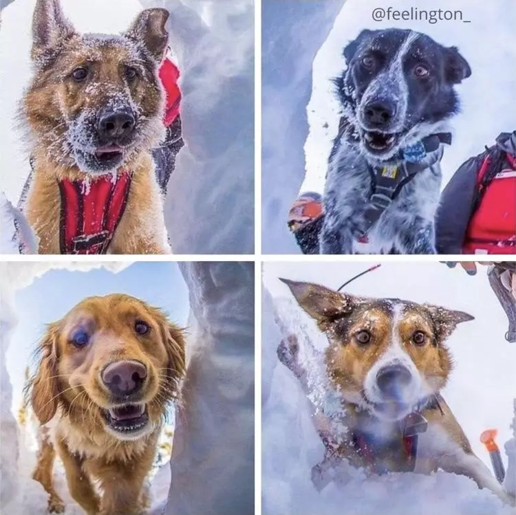 18 historier om heroiske hunder som hjelper folk som inspirerer til å elske dem enda mer 21284_16