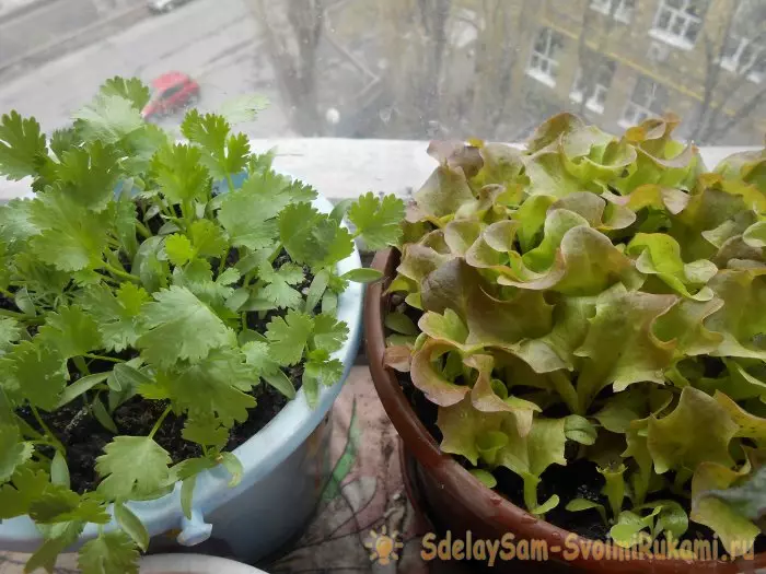 Salad lembaran tumbuh di rumah. Laporan penuh dari pemilihan benih hingga hasilnya