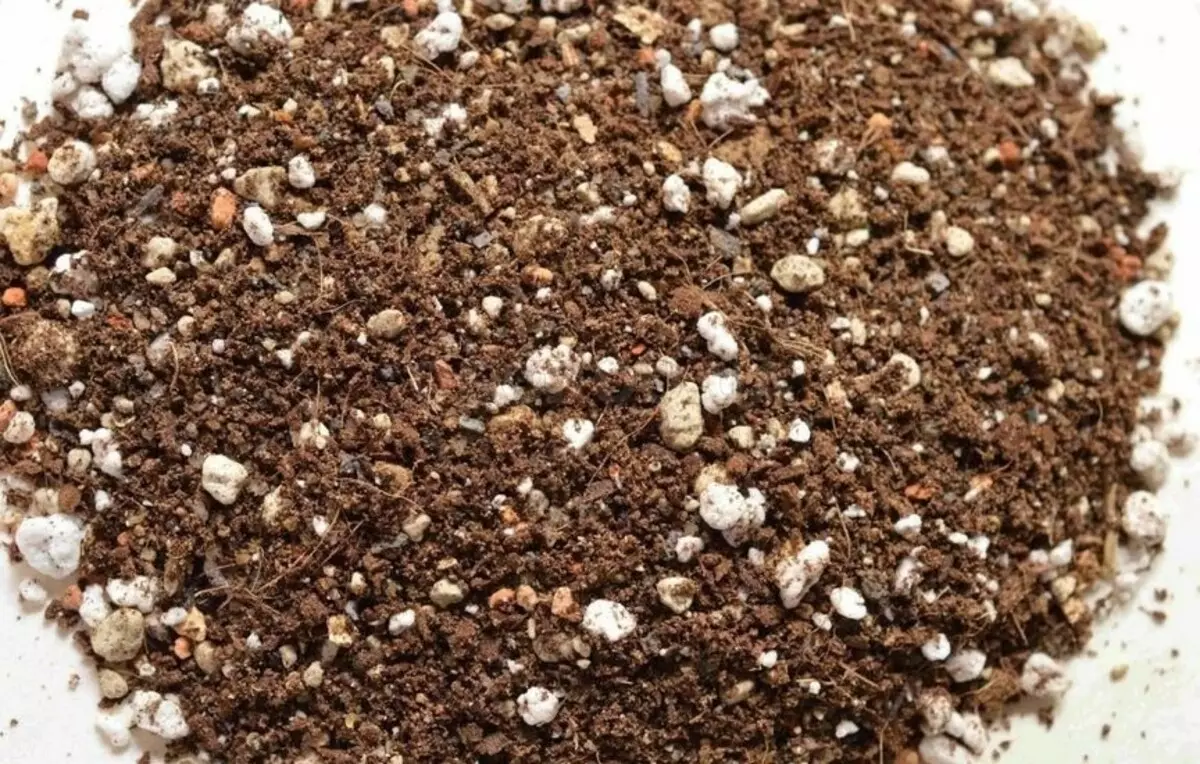 Kuidas parandada mulda seemikud kasvavad absoluutselt kõike 21477_3