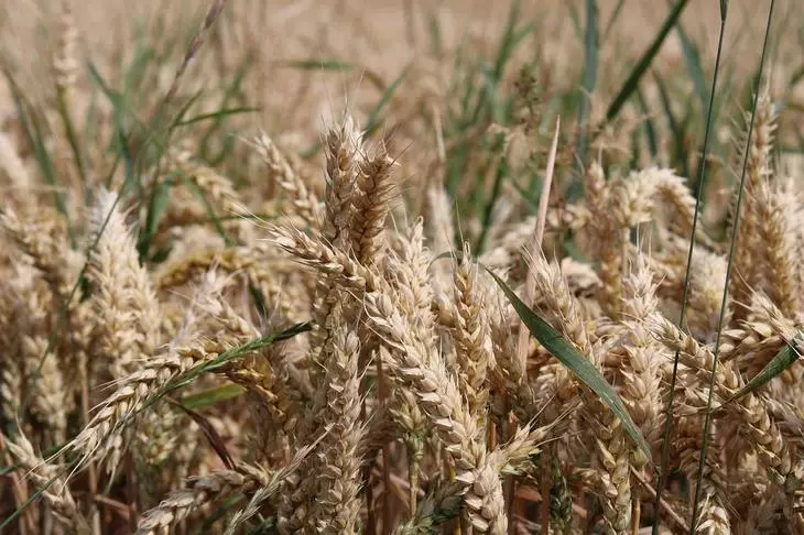 Net Zäit fir Pestiziden ze verbidden - Fusarios Spadséiergäng duerch russesch Felder