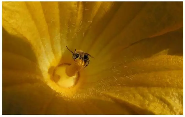 Wegen Imidacloprida hörte die Biene auf, das Land zu graben