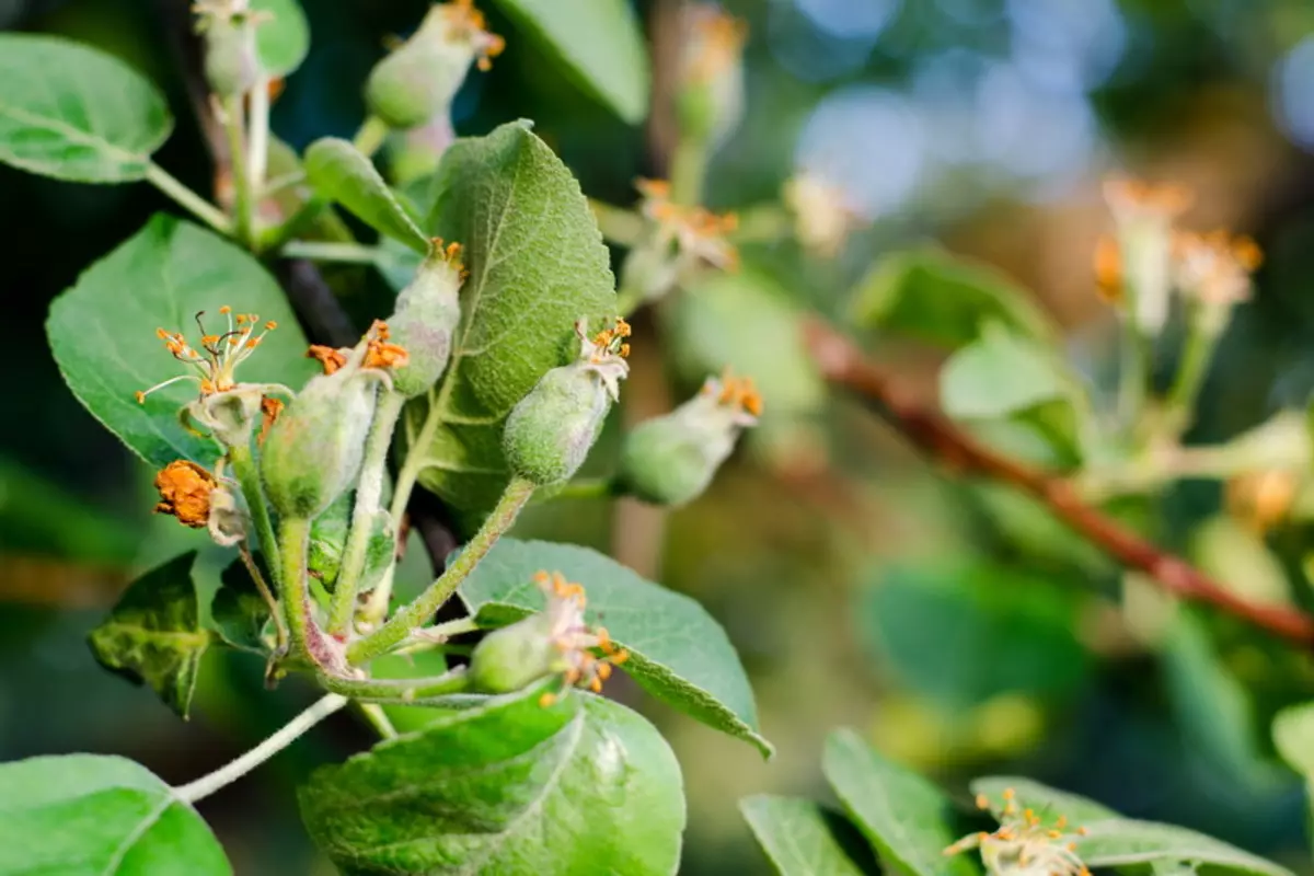 Cura del giardino primaverile: malattie da combattimento e parassiti 22398_2