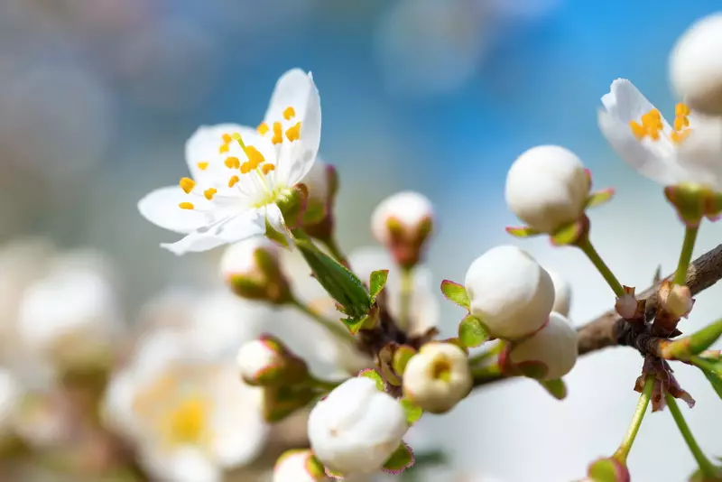 Cura del giardino primaverile: malattie da combattimento e parassiti 22398_3