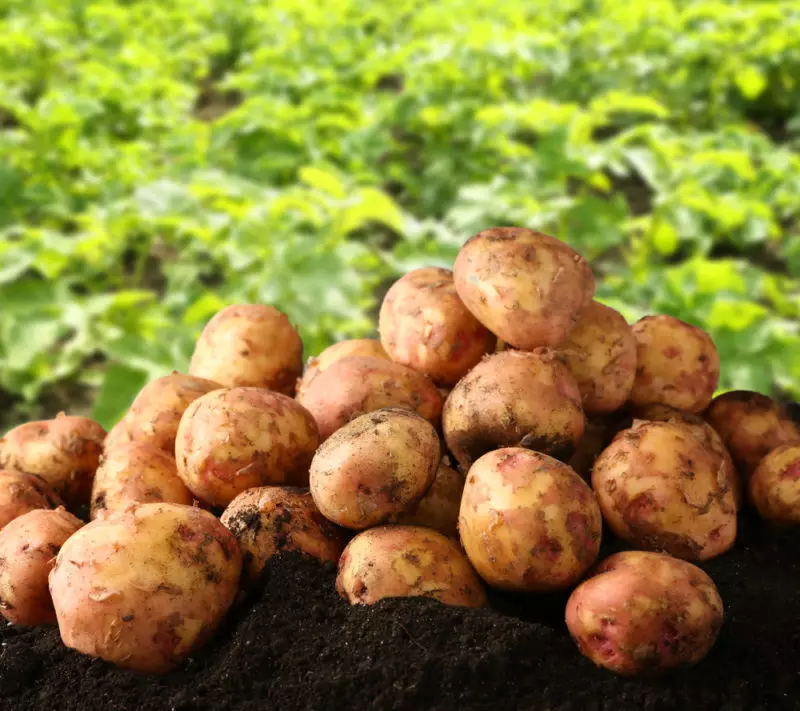 土豆的主要疾病和抗性品种 2328_1