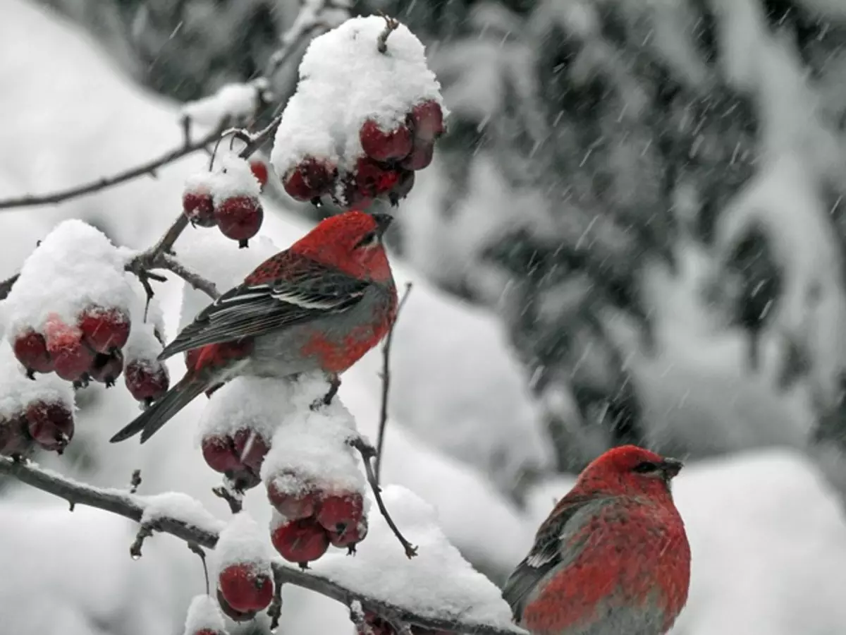 زمین کی سطح اور صنعتی زون پر: پرندوں کی طرح ٹھنڈے میں نووسبیرسک میں زندہ رہتا ہے 2604_1