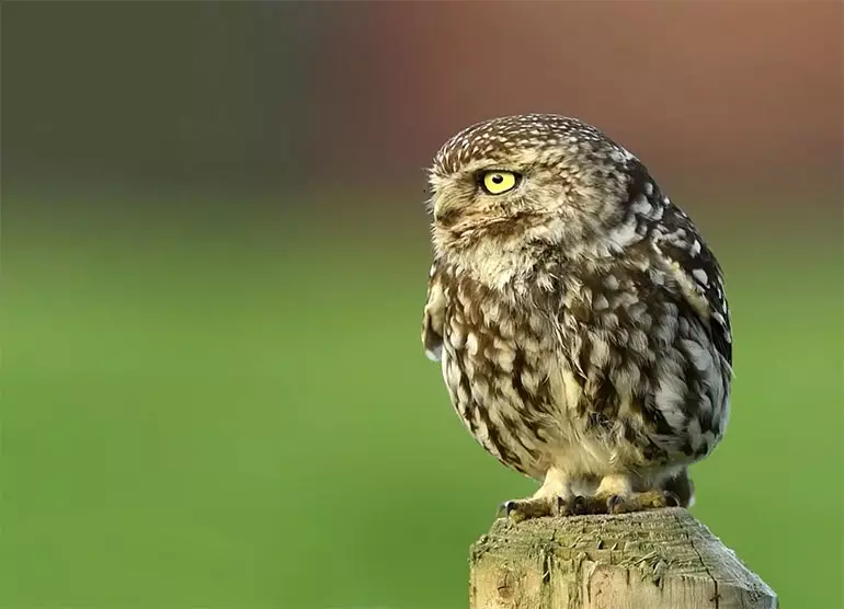 Home Owl aprèn els veïns voten i utilitza això en protegir el territori