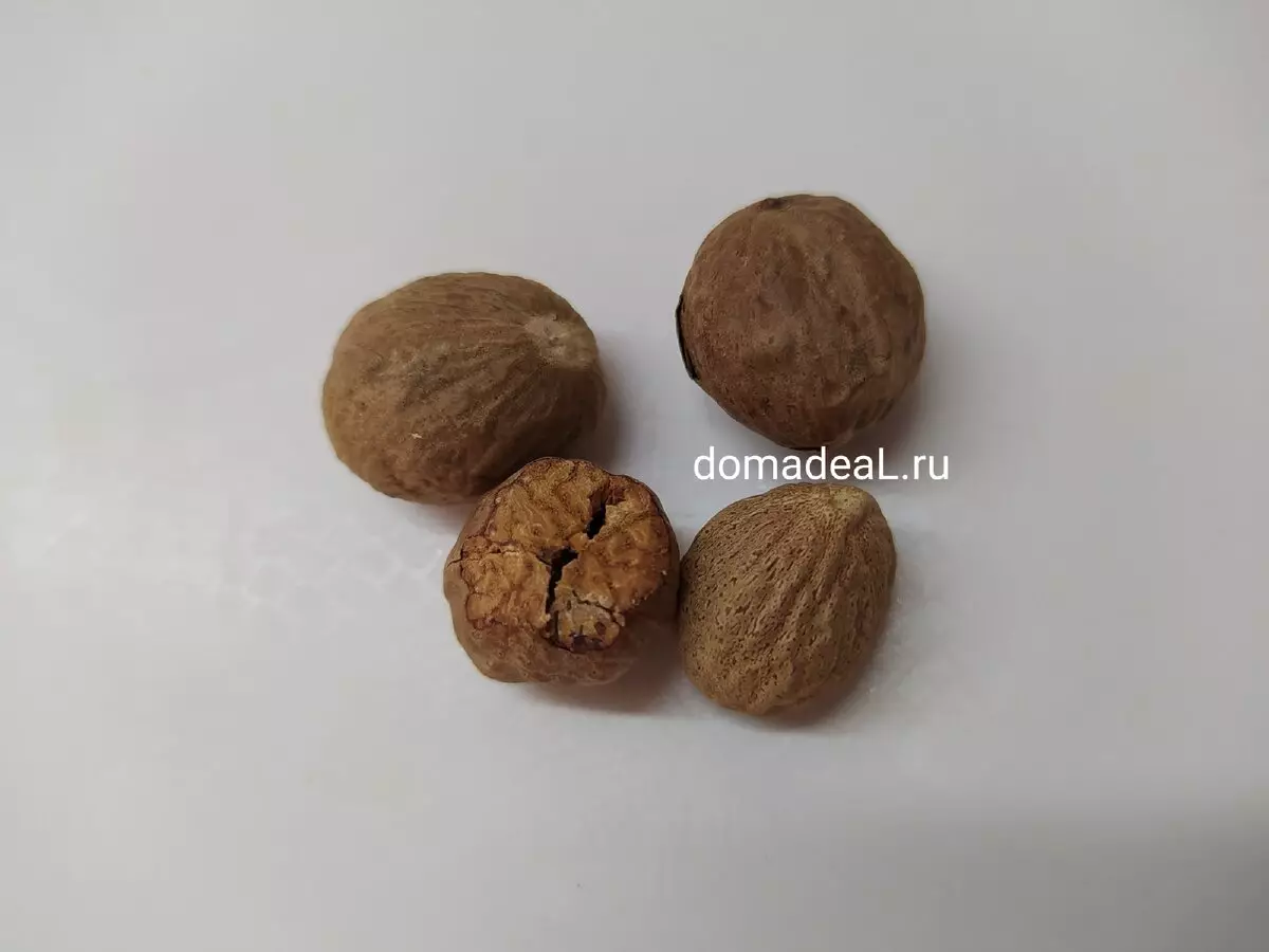 Muscat walnut - thepa e sebetsang. Kotsi ea Nutmeg ke bokae? 297_3