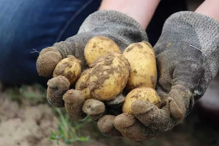 Pakistan will reach self-sufficiency on potato seeds in 2022 311_1
