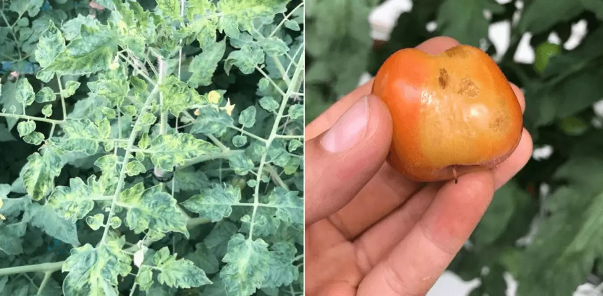 Rosselkhoznadzor préoccupé par l'importation de tomates kazakhstani contaminées en Russie
