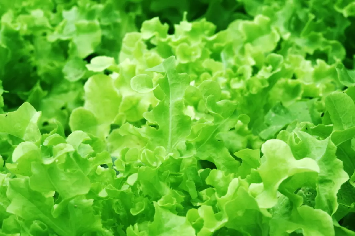 Nelietojiet sajaukt pēc izvēles - viss par skatiem un populārākajām salātu pakāpēm 384_1